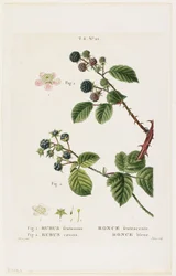 Ronce frutescente. Ronce bleue